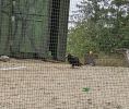PICTURES/Oregon Coast Aquarium - Newport/t_Vulture.jpg